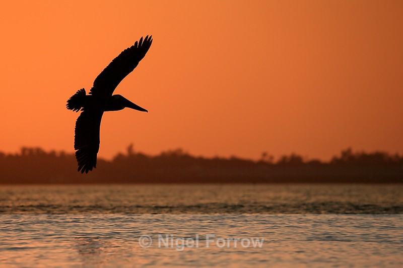 Silhouette of Brown Pelican banking at sunset, Sanibel Island, Florida - Brown Pelican