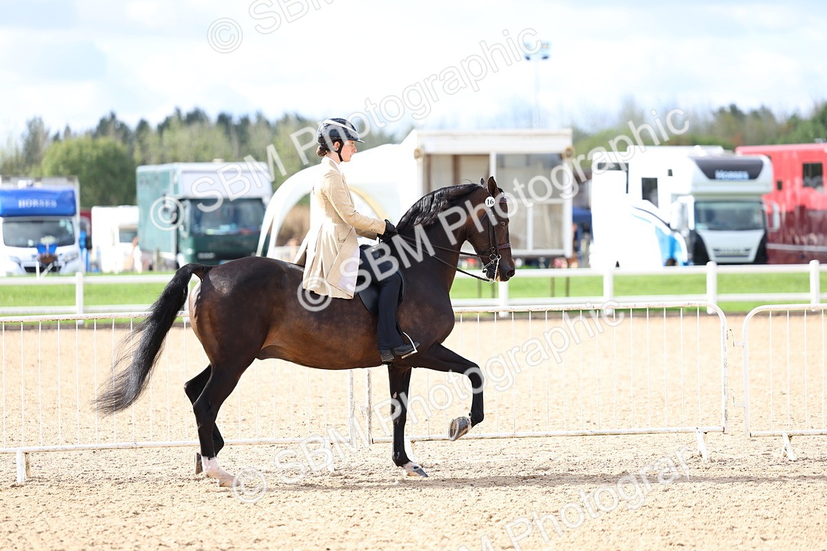 SBM_10741 - Class 305 - Ridden Foreign Breeds - Pure Bred
