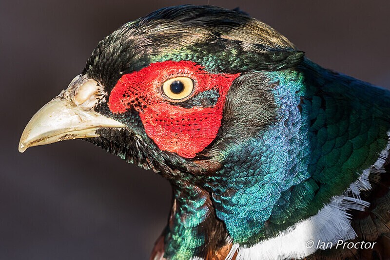 Pheasant Portraits - 2 of 3 - Nature