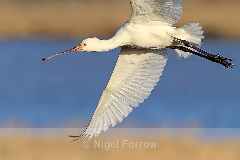 Close fly-past of a Spoonbill (juvenile) at Middlebere - Spoonbill