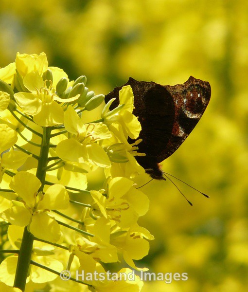 Spring time - nature
