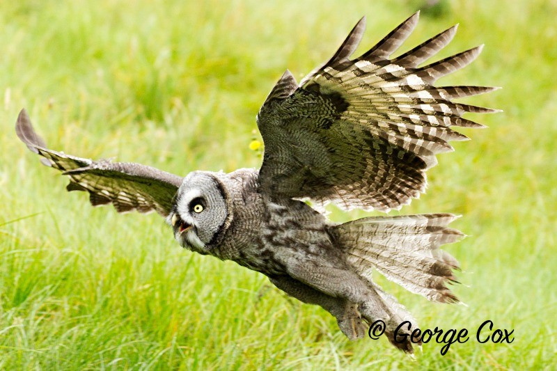 Great Grey Owl in Flight - Birds of Prey