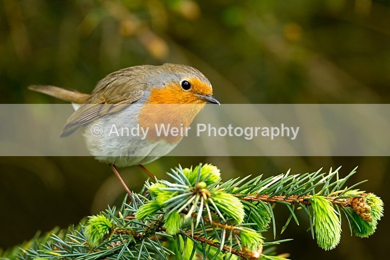 20120512-_MG_9996 - Robin