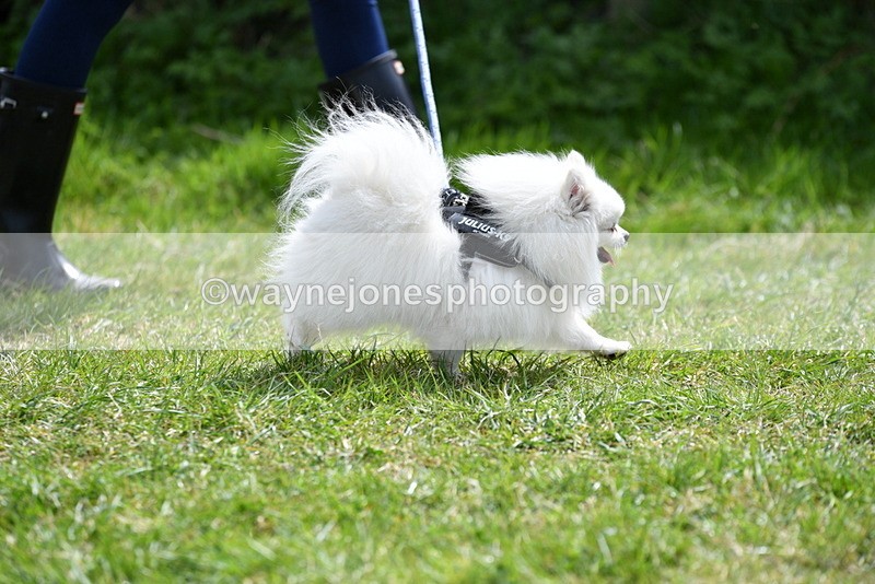 WJ5_9706 - Class 3 Most Handsome Dog