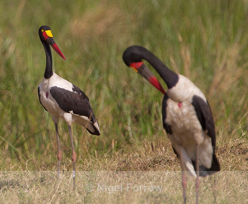 Comparison of male and female Saddle-billed Storks - Saddle-billed Stork