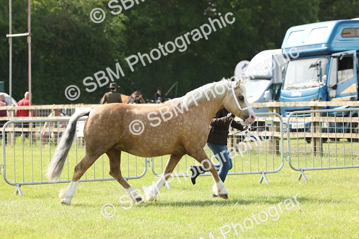 SBM_02135 - Class 6-13 - Mountatin and Moorland In Hand Welsh Breeds
