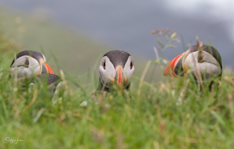 Puffen Group 1 - Puffins