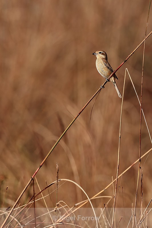 Red-tailed Shrike (juvenile), Bandhavgarh National Park, India - Red-tailed Shrike