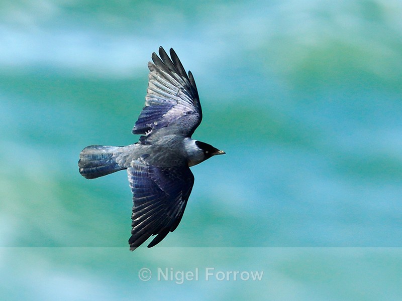 Jackdaw in flight along the cliffs at Durlston - Jackdaw