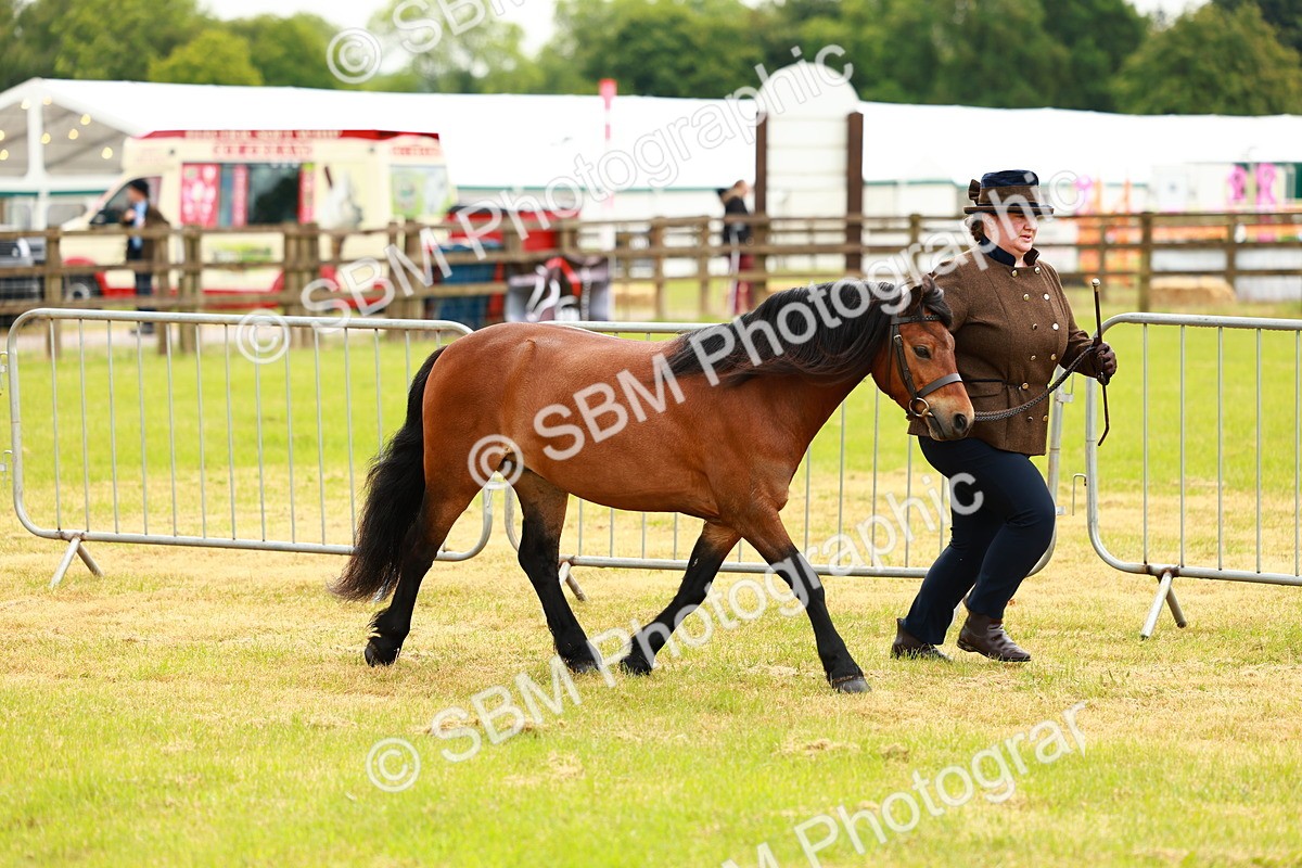 SBM_00264 - Class 58-67 - M&M Non Welsh Pony In hand