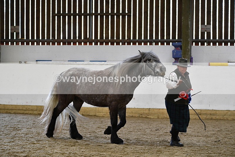WJ5_5674 - Morning in hand Championship