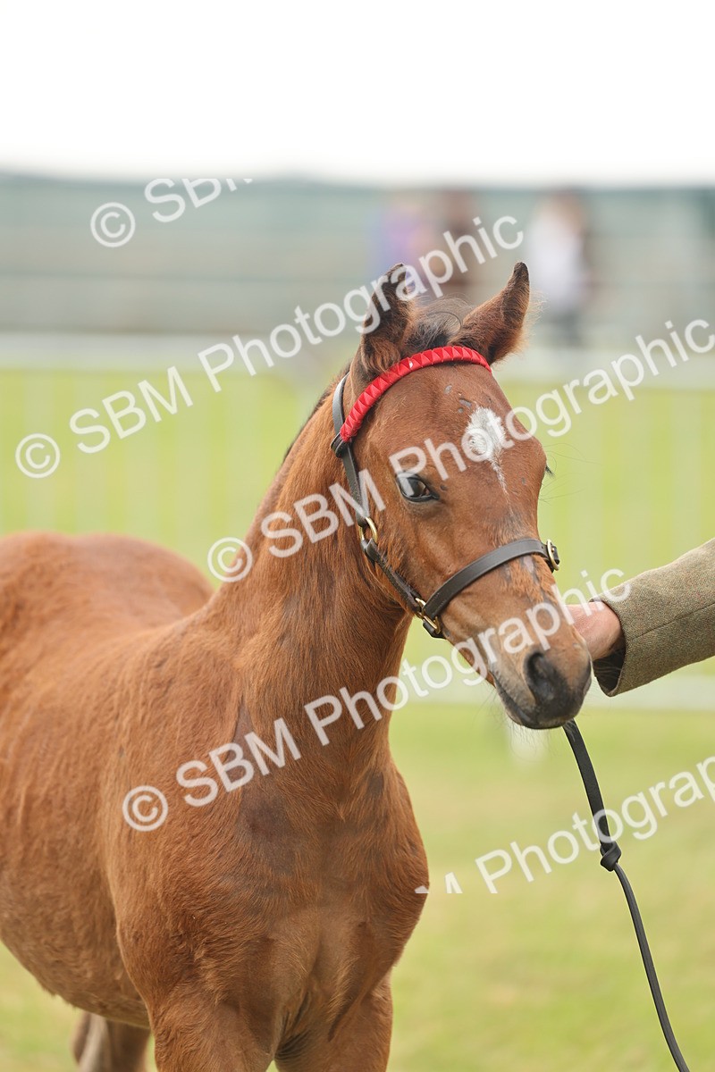 SBM_05536 - Class 68-73 - Riding Pony Breeding