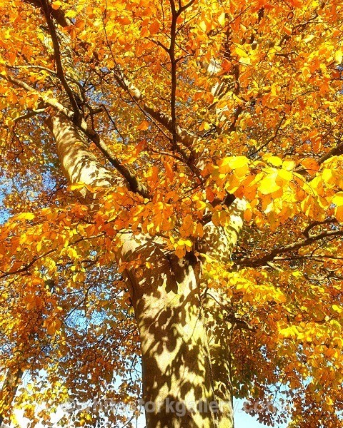 Autumn Gold - Light In The Forest