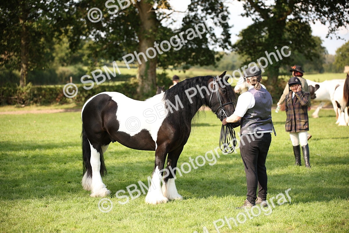 SBM_62267 - S55 - Traditional Cob In Hand
