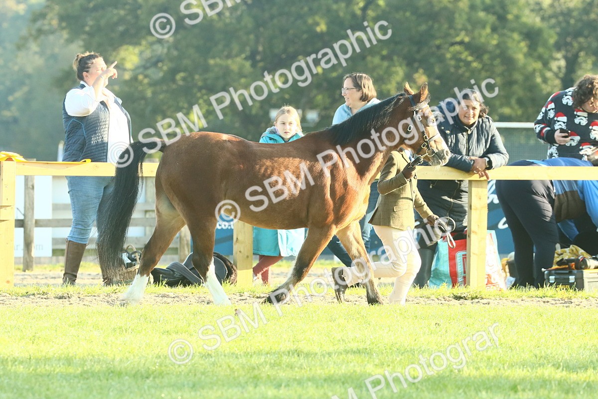 SBM_57349 - S37 - Starters In Hand Showing