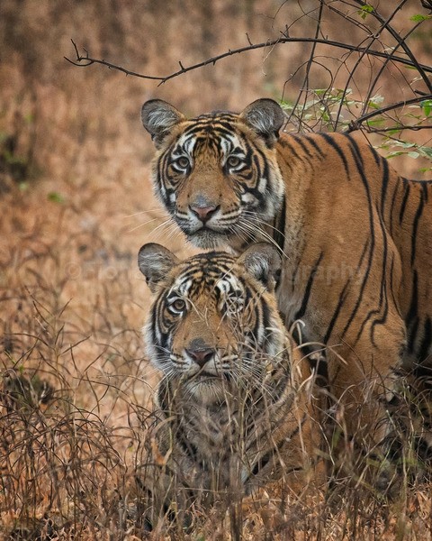 tigers-36 - Wildlife of India