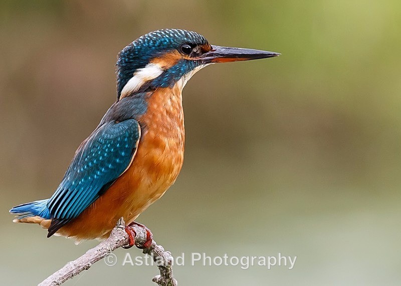 Astland Photography, Bird and Wildlife Images, Susan and Peter Wilson, U.K.