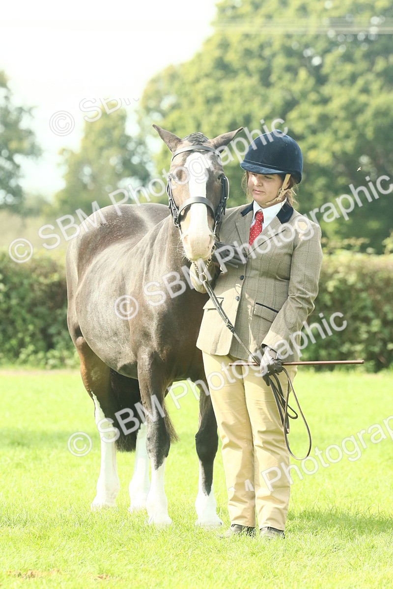 SBM_66693 - S34 - Rehabilitated Rescue Horse & Pony In Hand & Ridden
