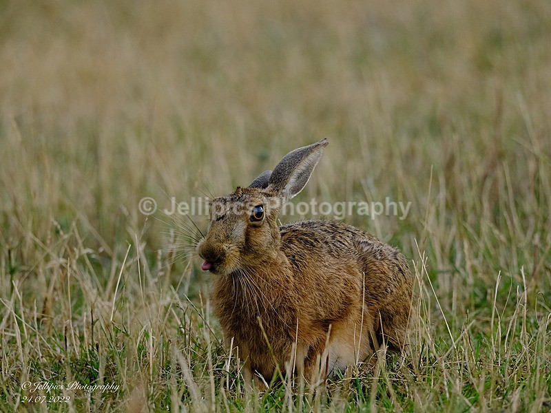  - Wildlife and Nature