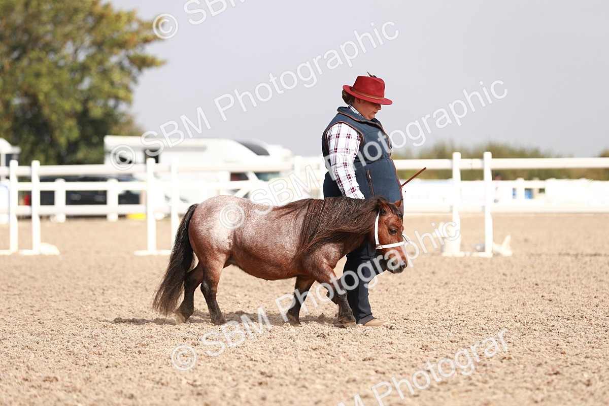 SBM_11761 - Class 206 IH Non Show Type Pony