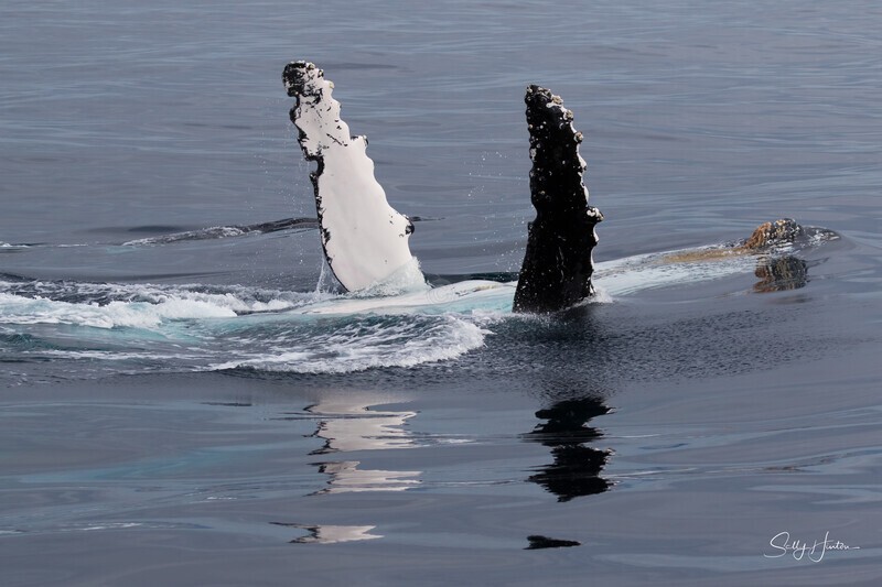 0A3A6549. Pectal Slap Reflection 4 - 2023 Whale Photos