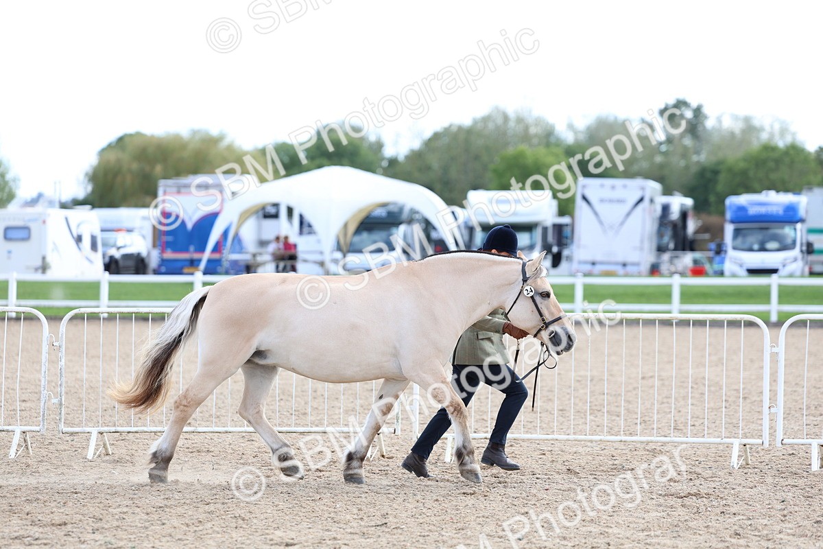 SBM_18710 - Class 317 - IH Pure Bred Horse-Pony
