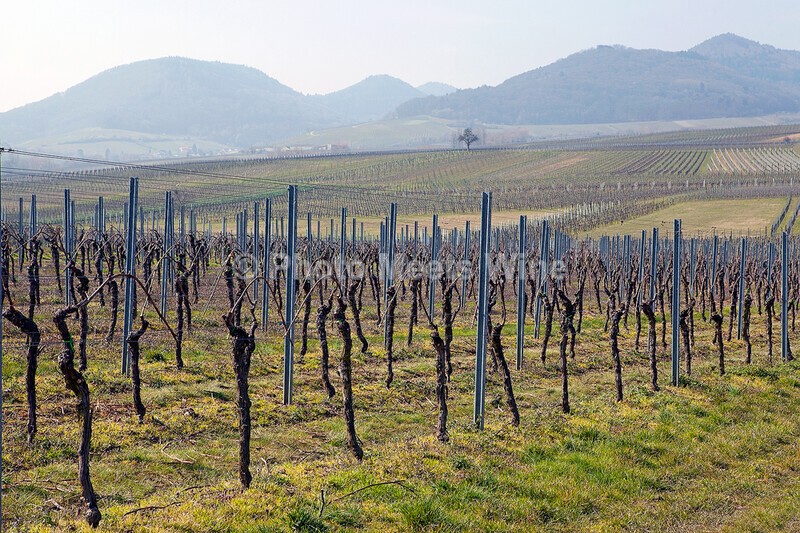  - Vineyards & Vines / Weinberge & Reben