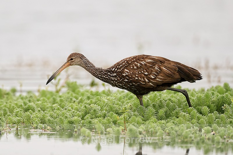 Limpkin looking for food, Florida, USA - Limpkin