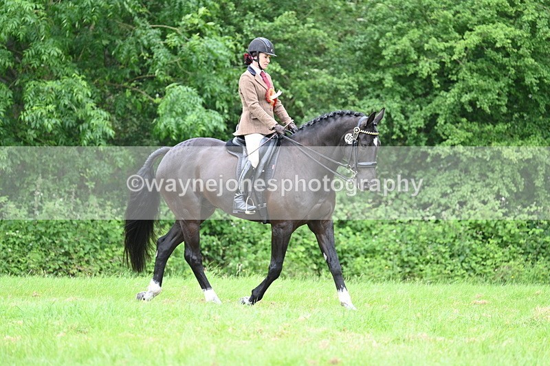 WJ7_4304 - Class 14A Handsome Gelding