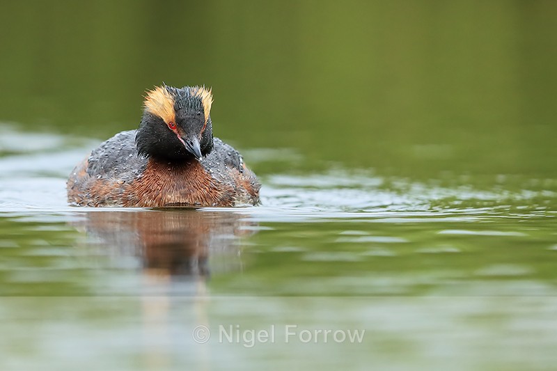 Slavonian Grebe, summer plumage, Iceland - Slavonian Grebe
