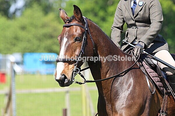 IMG_4444 - Working Hunter
