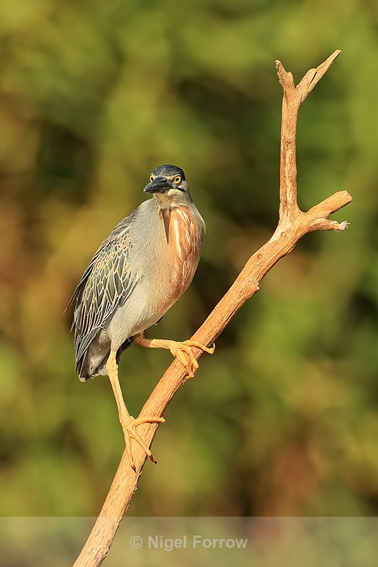 Striated Heron (adult) on branch, Mato Grosso, Brazil - Striated Heron