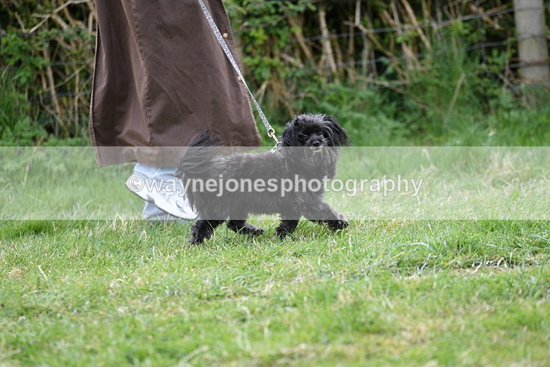 WJ5_9115 - Class 1 Best Cross Breed / Heniz 57