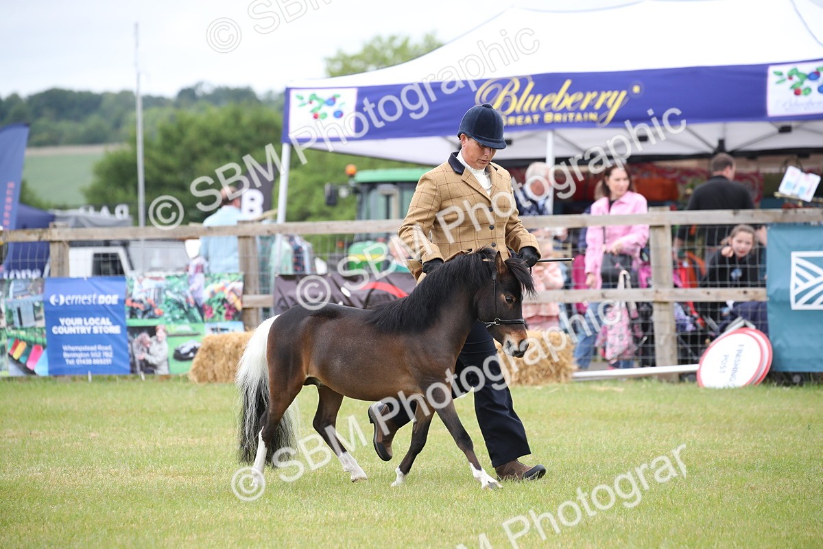 SBM_03725 - Class 23-25 - British Miniature Horse of the Year