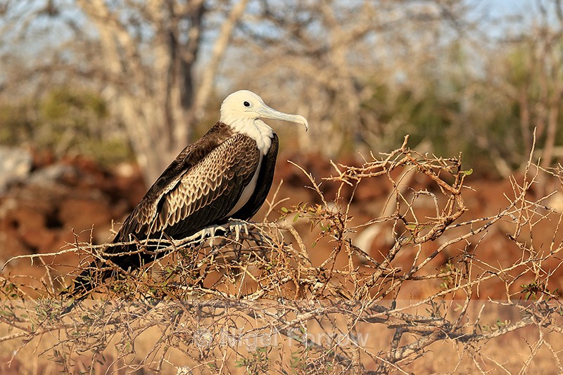 Magnificent Frigatebird (juvenile), North Seymour, Galapagos - Magnificent Frigatebird