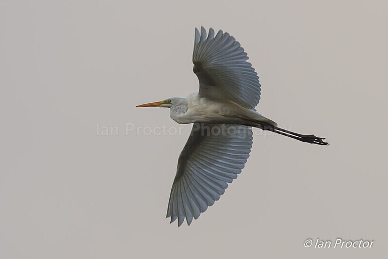 Great White Egret - Portmore Lough - 6 of 6 - Nature