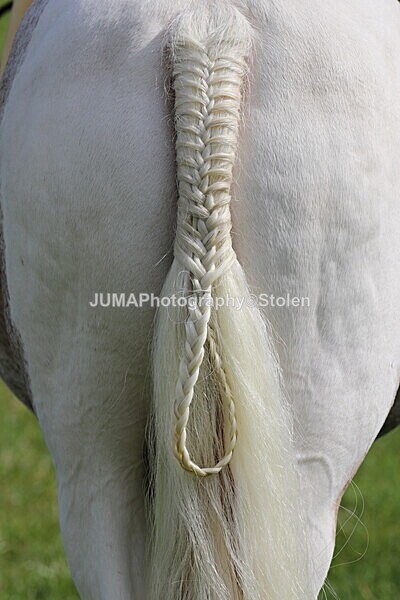 SIAL7157 - Ring 2&4