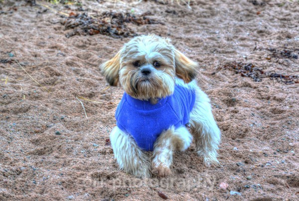 Alfie - Dogs