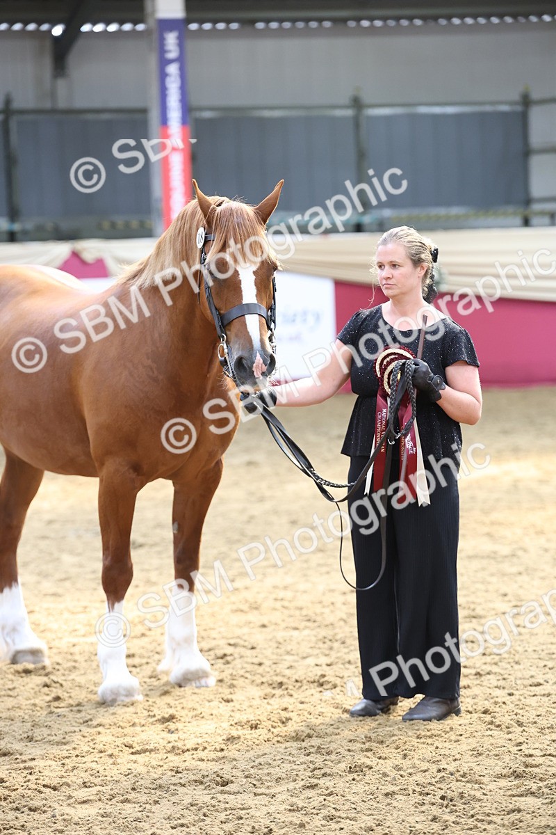 SBM_23429 - Class 903 - Supreme Final - IH Pre Vet