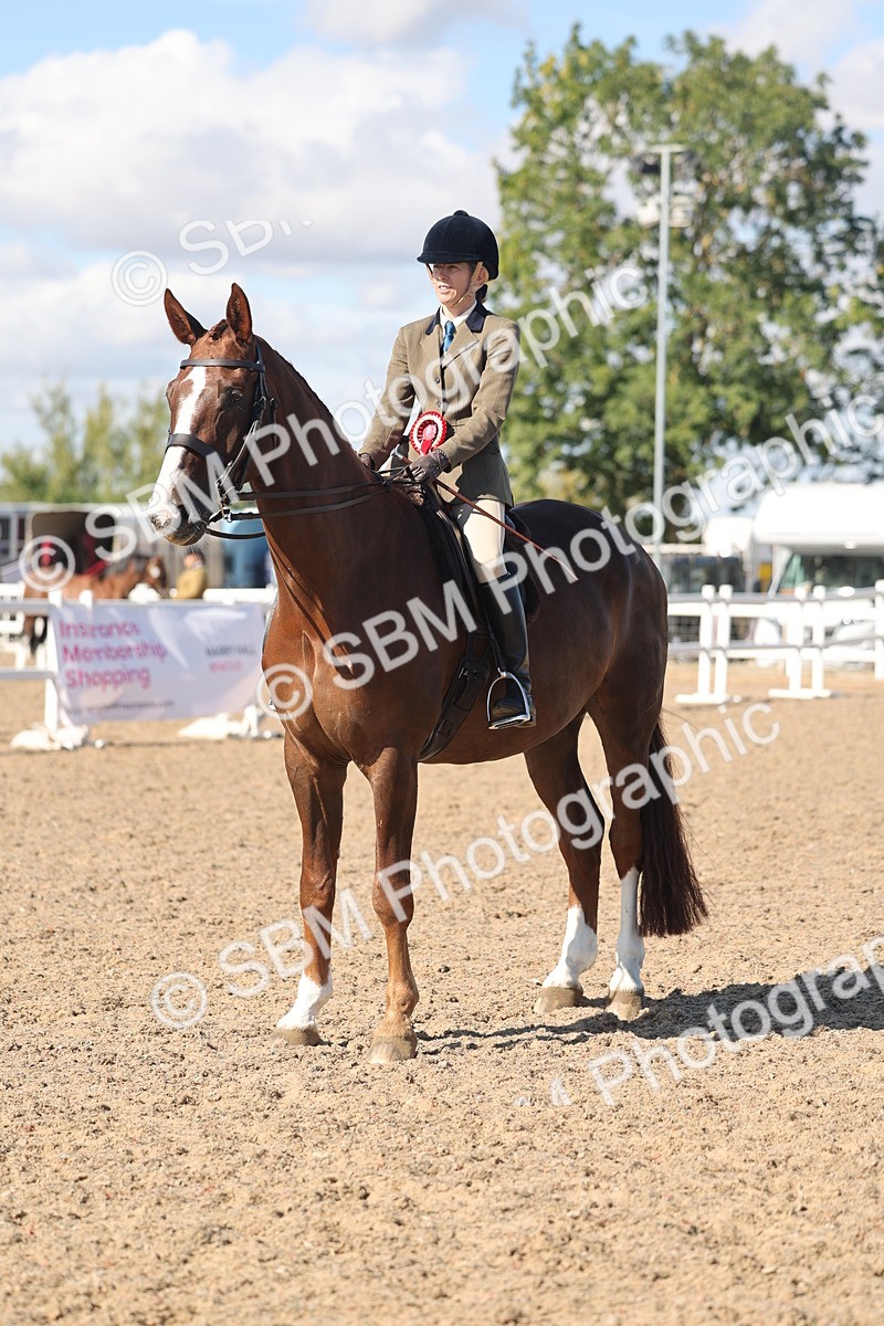 SBM_13108 - Class 305 - Ridden Foreign Breed Pure Bred