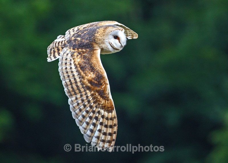 IMG_9670 Barn Owl - Wildlife