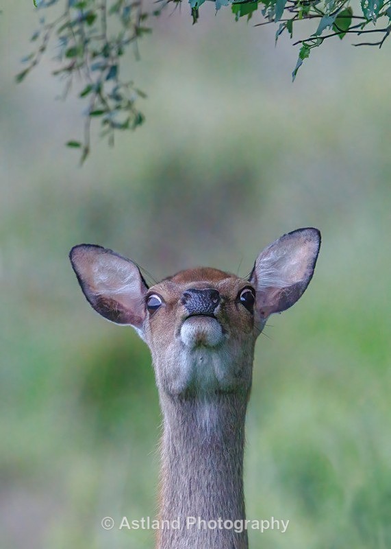 Sika Deer - Latest Images