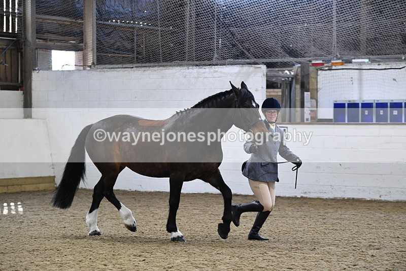 WJ5_4710 - Class 3 Part Bred In hand