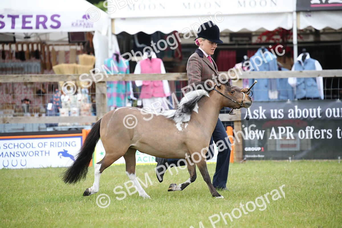 SBM_03907 - Class 23-25 - British Miniature Horse of the Year
