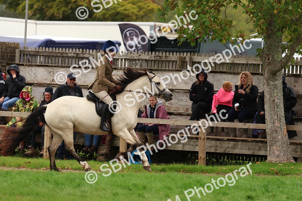 SBM_69624 - S62 - Mountain & Moorland Ridden Large Breeds