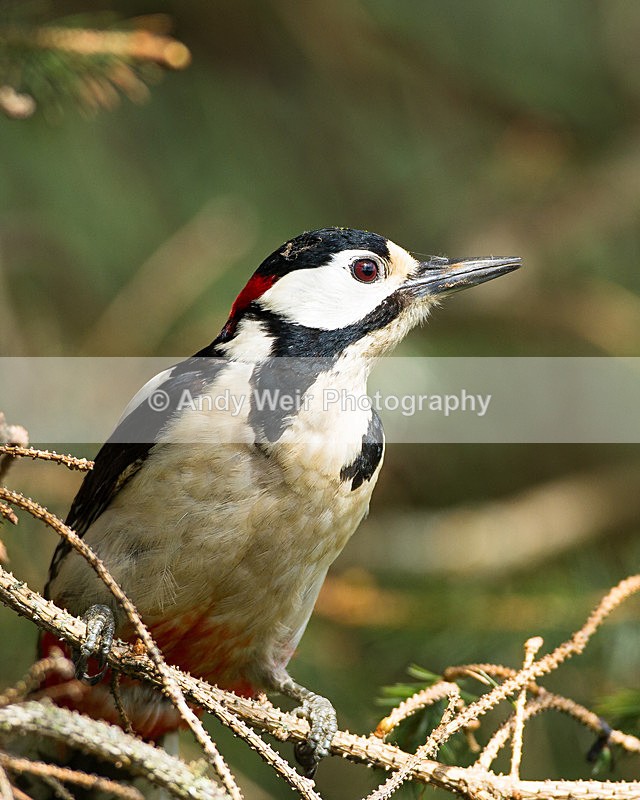 20130505-_MG_3461 - Woodpecker