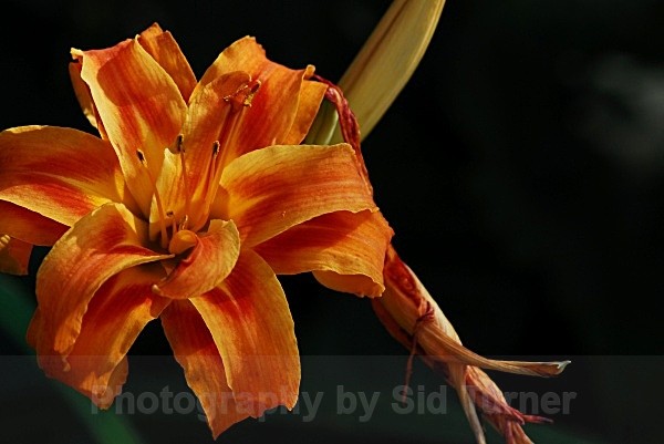 - Flowers and Plants