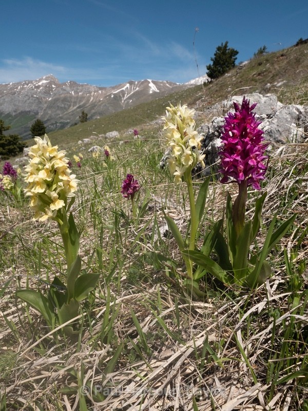Elderflower Orchid (Dactylorhiza sambucina) - Plants in the Landscape