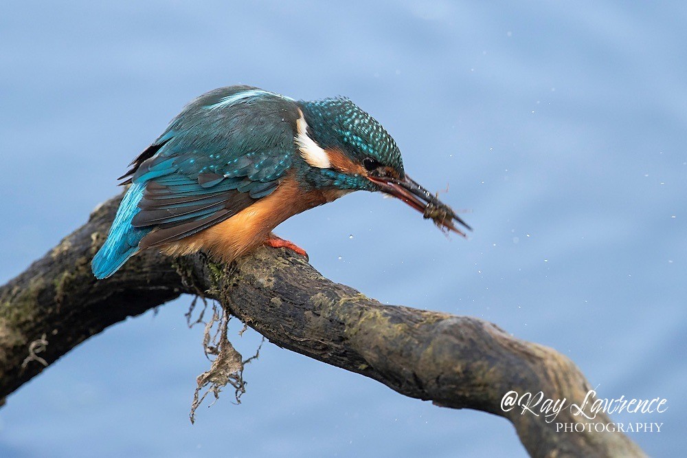 Kingfisher Alcedo Atthis071 - Kingfishers