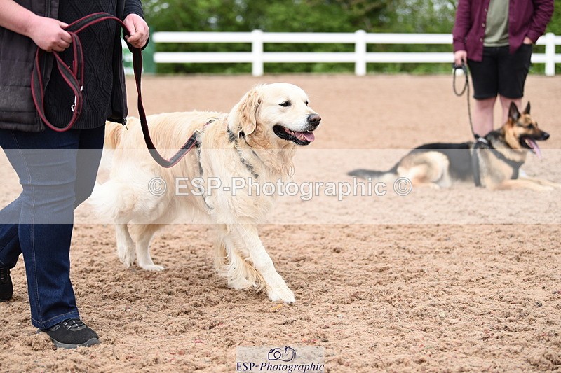 240518A-120656-01092 - Cls 3 Handsomest Dog